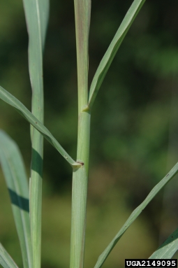 johnsongrass, Sorghum halepense  (Cyperales: Poaceae) - 2149095