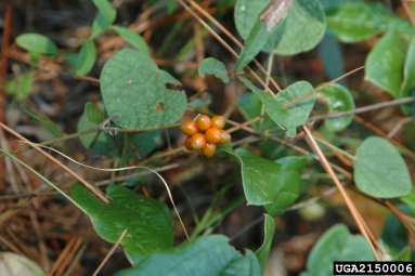 sarsaparillavine, Smilax pumila  (Liliales: Smilacaceae) - 2150006