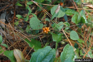 sarsaparillavine, Smilax pumila  (Liliales: Smilacaceae) - 2150007
