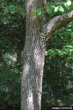 sassafras, Sassafras albidum  (Laurales: Lauraceae) - 2150009