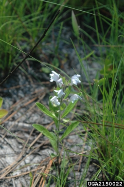 Small's skullcap, Scutellaria multiglandulosa  (Lamiales: Lamiaceae) - 2150022