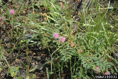 littleleaf sensitivebriar, Mimosa microphylla  (Fabales: Fabaceae (Leguminosae)) - 2150031