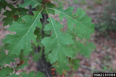 Shumard oak, Quercus shumardii  (Fagales: Fagaceae) - 2150084