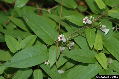skunk-vine, Paederia foetida  (Rubiales: Rubiaceae) - 2150091