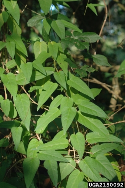 skunk-vine, Paederia foetida  (Rubiales: Rubiaceae) - 2150092