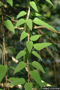 skunk-vine, Paederia foetida  (Rubiales: Rubiaceae) - 2150094