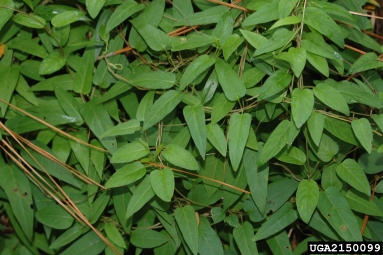 skunk-vine, Paederia foetida  (Rubiales: Rubiaceae) - 2150099