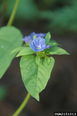 smallflower morningglory, Jacquemontia tamnifolia  (Solanales: Convolvulaceae) - 2151013