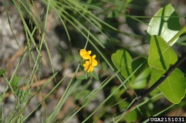 sidebeak pencilflower, Stylosanthes biflora  (Fabales: Fabaceae (Leguminosae)) - 2151031