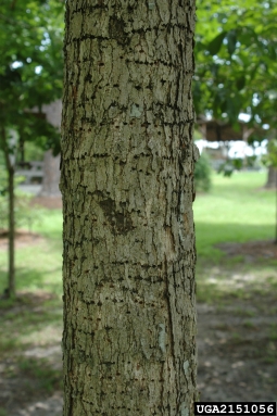 swamp chestnut oak, Quercus michauxii  (Fagales: Fagaceae) - 2151056