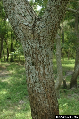Chinese tallowtree, Triadica sebifera  (Euphorbiales: Euphorbiaceae) - 2151096