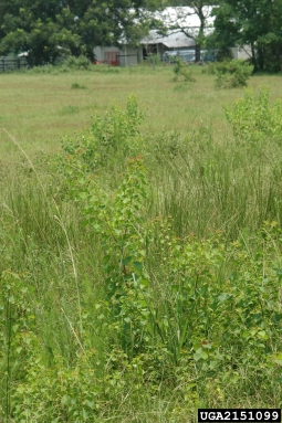 Chinese tallowtree, Triadica sebifera  (Euphorbiales: Euphorbiaceae) - 2151099