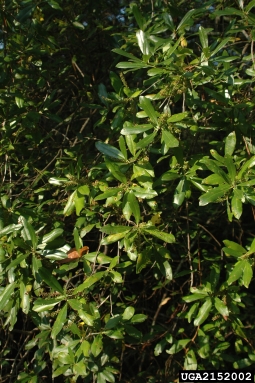 swamp titi, Cyrilla racemiflora  (Ericales: Cyrillaceae) - 2152002