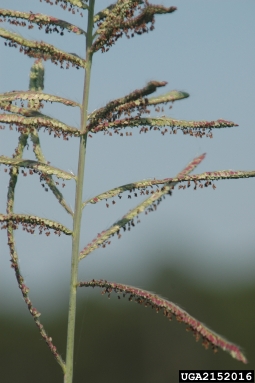 tussock paspalum, Paspalum quadrifarium  (Cyperales: Poaceae) - 2152016