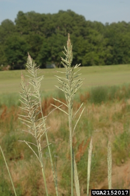 tussock paspalum, Paspalum quadrifarium  (Cyperales: Poaceae) - 2152017