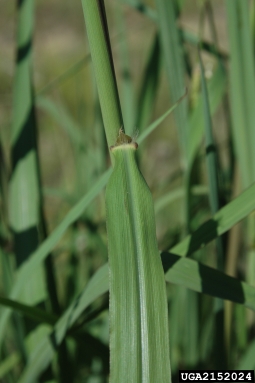 vaseygrass, Paspalum urvillei  (Cyperales: Poaceae) - 2152024
