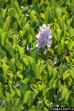 waterhyacinth, Eichhornia crassipes  (Liliales: Pontederiaceae) - 2152073
