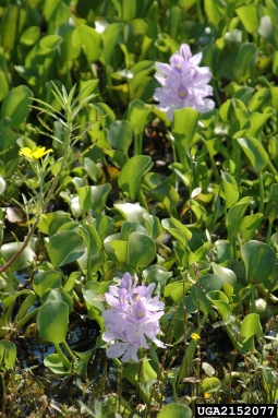 waterhyacinth, Eichhornia crassipes  (Liliales: Pontederiaceae) - 2152077