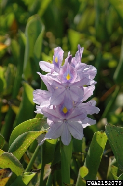 waterhyacinth, Eichhornia crassipes  (Liliales: Pontederiaceae) - 2152079