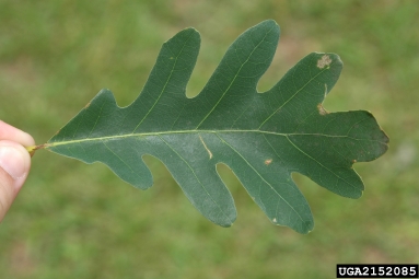 white oak, Quercus alba  (Fagales: Fagaceae) - 2152085