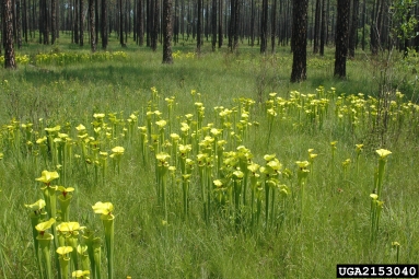 yellow pitcherplant, Sarracenia flava  (Nephenthales: Sarraceniaceae) - 2153040