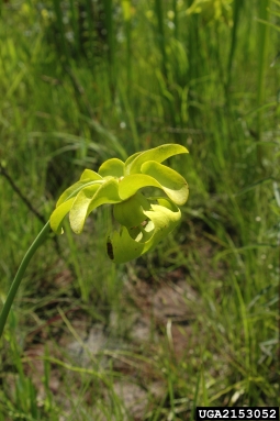 yellow pitcherplant, Sarracenia flava  (Nephenthales: Sarraceniaceae) - 2153052