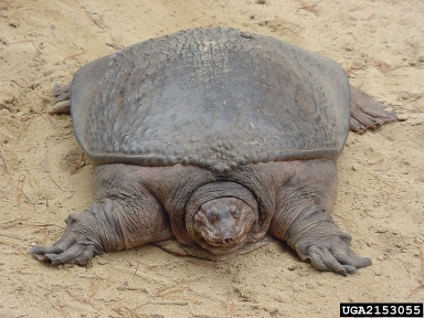 Florida softshell, Apalone ferox  (Testudines: Trionychidae) - 2153055