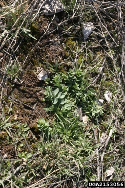 Dalmatian toadflax, Linaria dalmatica  (Scrophulariales: Scrophulariaceae) - 2153056