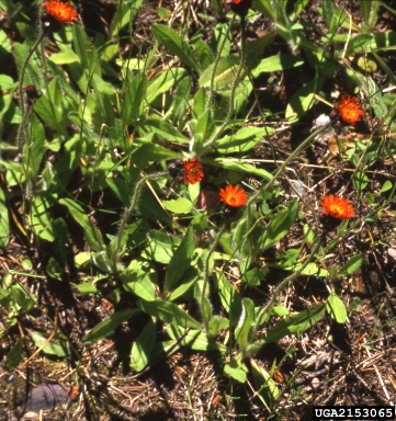 orange hawkweed, Hieracium aurantiacum  (Asterales: Asteraceae) - 2153065