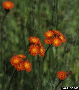 orange hawkweed, Hieracium aurantiacum  (Asterales: Asteraceae) - 2153068