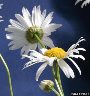 oxeye daisy, Leucanthemum vulgare  (Asterales: Asteraceae) - 2153078