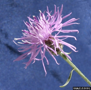 spotted knapweed, Centaurea stoebe ssp. micranthos (Asterales: Asteraceae) - 2153091