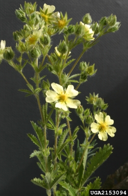 sulfur cinquefoil, Potentilla recta  (Rosales: Rosaceae) - 2153094