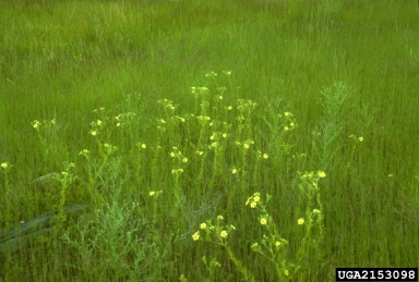 sulfur cinquefoil, Potentilla recta  (Rosales: Rosaceae) - 2153098
