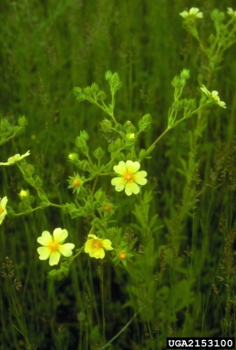 sulfur cinquefoil, Potentilla recta  (Rosales: Rosaceae) - 2153100