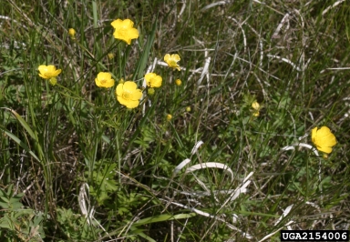 tall buttercup, Ranunculus acris  (Ranunculales: Ranunculaceae) - 2154006