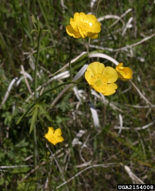 tall buttercup, Ranunculus acris  (Ranunculales: Ranunculaceae) - 2154008