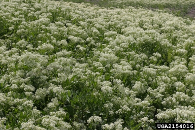 hoary cress, Lepidium draba  (Capparales: Brassicaceae) - 2154016