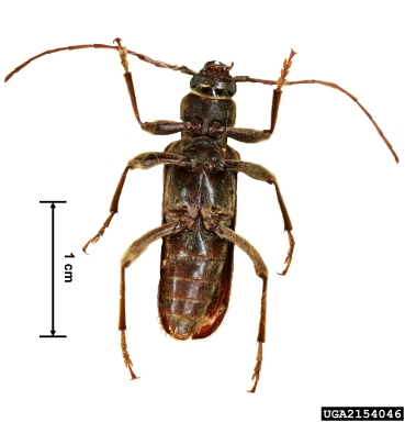 Chinese longhorned beetle, Hesperophanes campestris  (Coleoptera: Cerambycidae) - 2154046