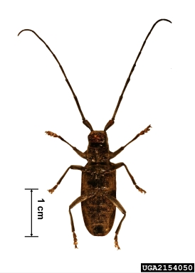 small white-marmorated long-horned beetle, Monochamus sutor  (Coleoptera: Cerambycidae) - 2154050
