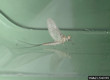 blue-winged olive mayfly, Baetis flavistriga  (Ephemeroptera: Baetidae) - 2154095