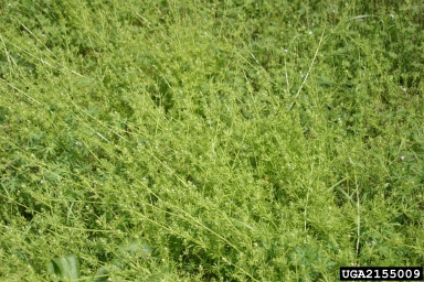 catchweed bedstraw, Galium aparine  (Rubiales: Rubiaceae) - 2155009