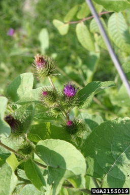 common burdock, Arctium minus  (Asterales: Asteraceae) - 2155019