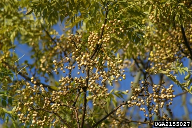 chinaberry, Melia azedarach  (Sapindales: Meliaceae) - 2155027