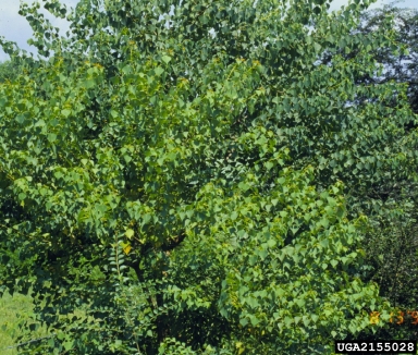 Chinese tallowtree, Triadica sebifera  (Euphorbiales: Euphorbiaceae) - 2155028