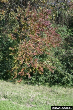 Chinese tallowtree, Triadica sebifera  (Euphorbiales: Euphorbiaceae) - 2155031