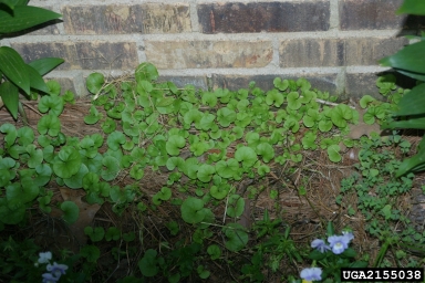 Carolina dichondra, Dichondra carolinensis  (Solanales: Convolvulaceae) - 2155038
