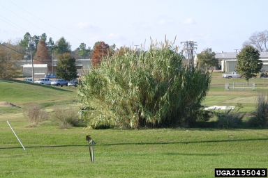 giant reed, Arundo donax  (Cyperales: Poaceae) - 2155043