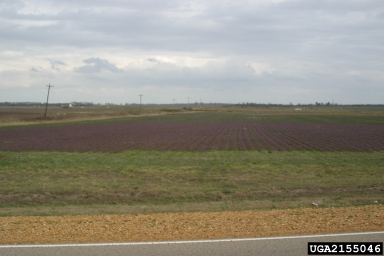 henbit, Lamium amplexicaule  (Lamiales: Lamiaceae) - 2155046