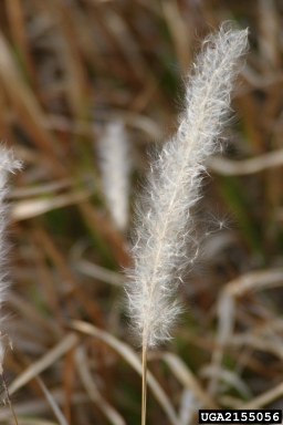 cogongrass, Imperata cylindrica  (Cyperales: Poaceae) - 2155056